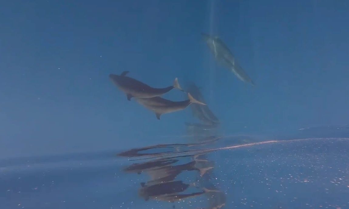 Rare whale pod of over 100 spotted near Phu Quy Island